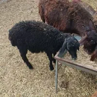 بره نر قزل معاوضه با میش