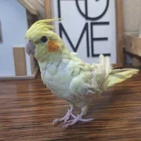 عروس هلندی رام|پرنده|محمدشهر, همایون ویلا|دیوار