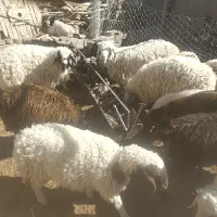 بره نر چاق|حیوانات مزرعه|سده (خراسان جنوبی), |دیوار