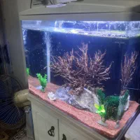 اکواریوم شیشه خم ماهیران|ماهی|اصفهان, عطار نیشابوری|دیوار