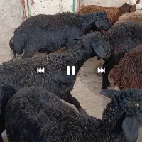 ۱۵ راس بره قوچ قره قزل اصل موفر موقعیت سیم فروشی|حیوانات مزرعه|خنداب, |دیوار