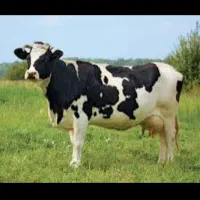 فروش-دامداری-380-راسی-گوساله-پرواری-10-000متر