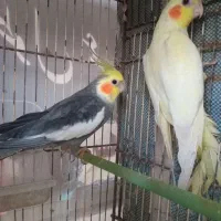 طوطی عروس هلندی و مرغ عشق|پرنده|سنگر, |دیوار