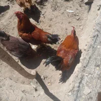 خروس وبقلمون