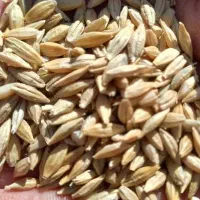 گندم آبی وجو دیم چهار پر