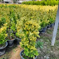 شمشاد طلایی سطل ۳ونایلکسی|گل و گیاه طبیعی|قائم‌شهر, |دیوار