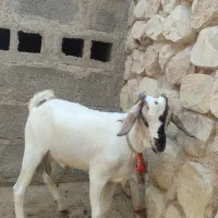 دوتا کهره سومالی