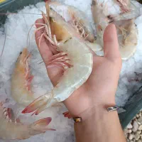 میگو درشت بوشهر