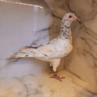 کفتر سار کرمونی  .پلنگ دمسفید .پولکی