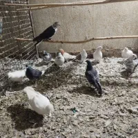کبوتر