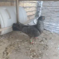 کبوتر