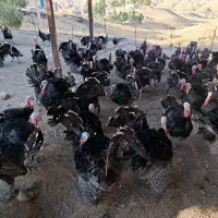 فروش. بوقلمون. سالم. وسرحال