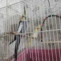 سه جفت عروس هلندی و تعدادی جوجه عروس