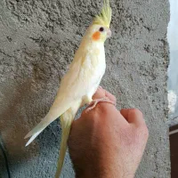 جوجه عروس هلندی لوتینو|پرنده|اسفرورین, |دیوار