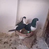 کبوتر|پرنده|نیشابور, مازول|دیوار