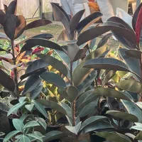 تولید و فروش و ارسال گل وگیاه آپارتمانی|گل و گیاه طبیعی|آمل, |دیوار