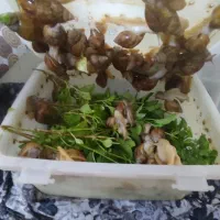 فروش حلزون|خزنده|کاشان, میدانگاه آقا|دیوار