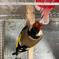 سهره رسمی گل بلند قرص قرص|پرنده|ری, صفاییه (چشمه علی)|دیوار