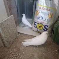 کبوتر سفید تهرانی