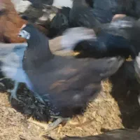 جوجه گلپایگان مرغ محلی خروس سیاه تاقچه رسمی جهادی|حیوانات مزرعه|مشهد, وکیل‌آباد|دیوار