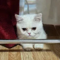 گربه بریتیش ، شورت هیر ، نر ، کاملا سفید