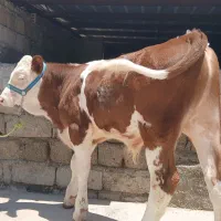 گوساله نر سیمینتال اصیل