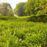 چای لاهیجان