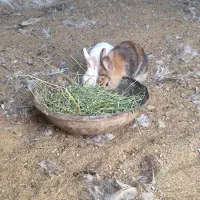 خرگوش|موش و خرگوش|سیرجان, |دیوار