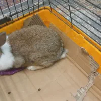 خرگوش|موش و خرگوش|شیراز, انجیره|دیوار