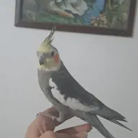 گم شده