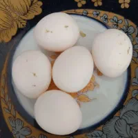 فروش تخم عروس هلندی