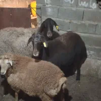 میش اصلی|حیوانات مزرعه|سلامی, |دیوار