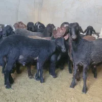 گاو نر و بره نر