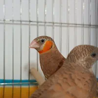 فنج گلو بریده روبان نارنجی و قرمز کارداده و مولد|پرنده|قم, نیروگاه|دیوار