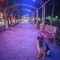 سگ ژرمن نگهبان|سگ|سقز, |دیوار