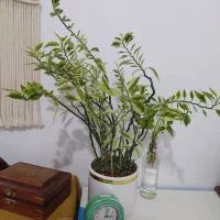 گل سرحال و گلدان سالم بدون کوچکترین اسیب
