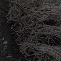 نهالهای سماق وانجیر وگلابی|خدمات باغبانی و درختکاری|سردشت, |دیوار