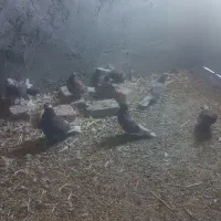 کبوتر سرخ