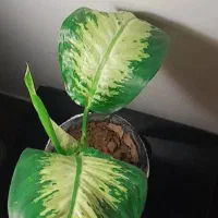 دیفن باخیا|گل و گیاه طبیعی|کازرون, |دیوار