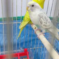 جفت مرغ عشق هلندی