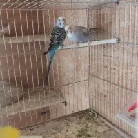 مرغ عشق مولد|پرنده|مهریز, |دیوار