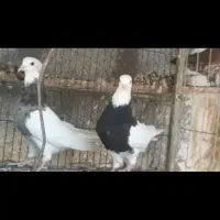 کبوترطوقی کفتر