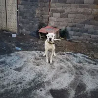 سگ داگو