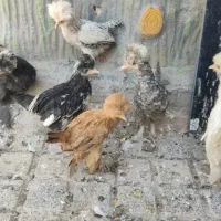 غول پیکر برهما و سلطان