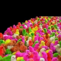 جوجه رنگی ،بومی،اردک
