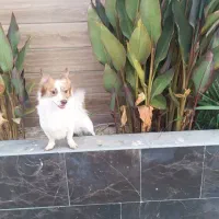 گمشده|سگ|هشتگرد, شهرک گلها|دیوار