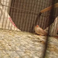 فنج|پرنده|فولادشهر, B6|دیوار