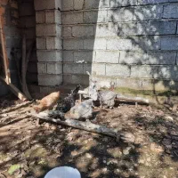 مرغ و خروس سلطان|حیوانات مزرعه|لاهیجان, بازکیاگوراب|دیوار