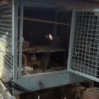 قفس مرغ وکبوتری|لوازم جانبی حیوانات|خاش, |دیوار