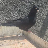 ماده دم‌سفید،نر آبادانی|پرنده|اصفهان, بوستان کوهستانی صفه|دیوار